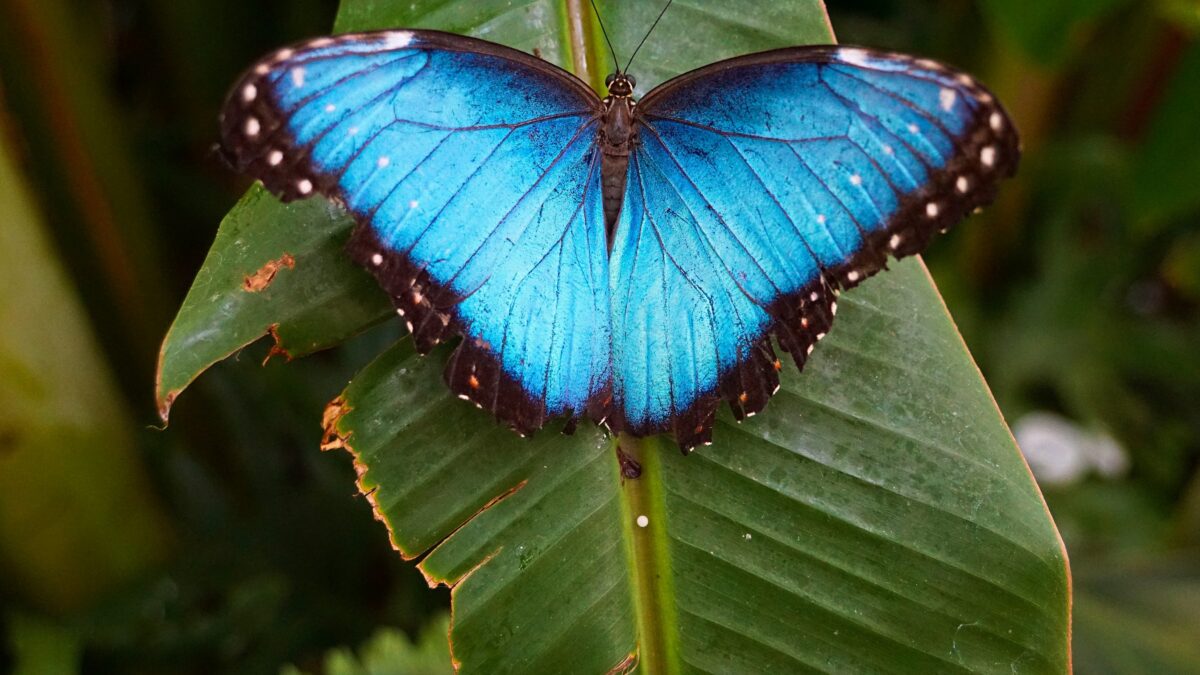 Beitragsbild: Blauer Schmetterling