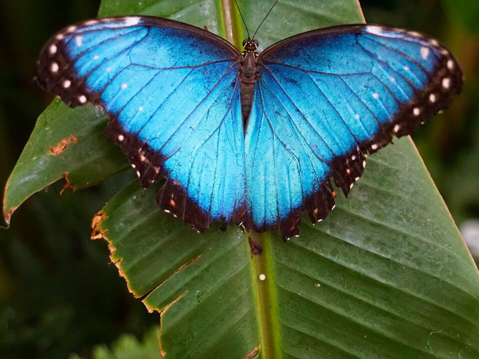 Beitragsbild: Blauer Schmetterling